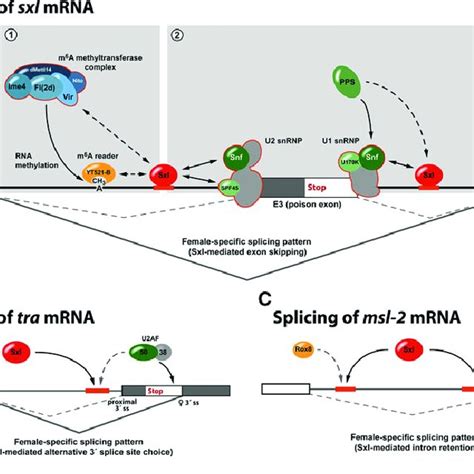 Sxl Dependent Alternative Polyadenylation Of Enhancer Of Rudimentary Download High Quality