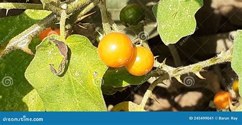 Solanum Indicum Plant Fruit And Leaves In The Bush Stock Image Image