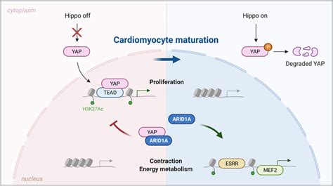 Arid A Regulates Cardiomyocyte Proliferation Through Interaction With