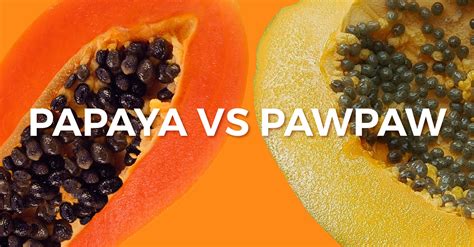 Papaya VS Other Fruits Let S Compare Ruby Rise Red Papaya