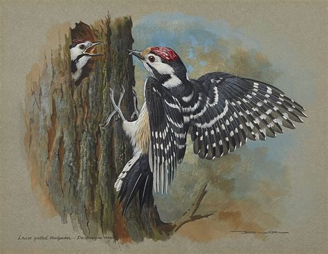 Basil Ede Lesser Spotted Woodpeckers Rountree Tryon