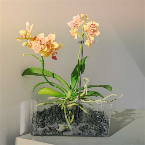 How to Repot an Orchid With Air Roots - Orchid Resource Center