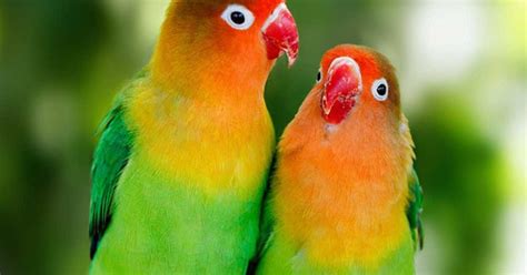 Fischer's Lovebird