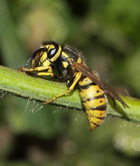 Wespen Im Garten Pflanzenfreunde