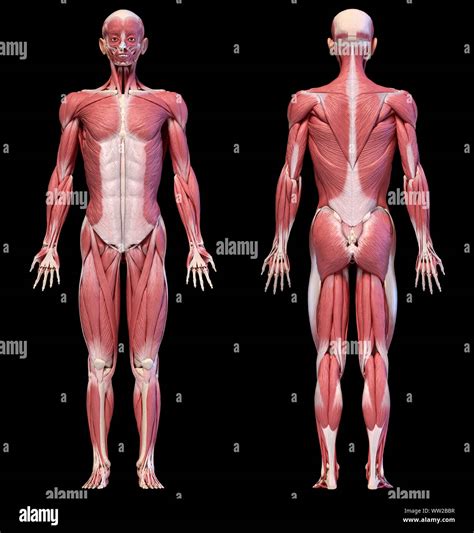 Musculos Cuerpo Humano Posterior Fotograf As E Im Genes De Alta