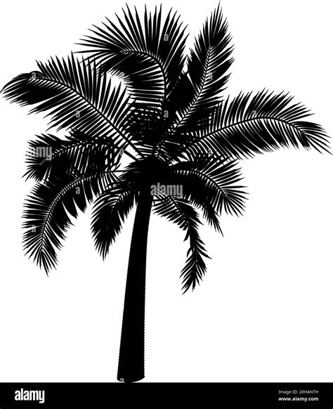 Shape Of Straight Coconut Palm Tree Vector Illustration Of Palm Tree Trunk Foliage Branches