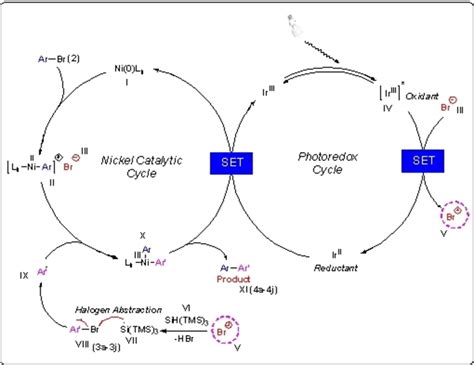 Proposed mechanism of photo redox catalytic cycle for C sp² C sp²