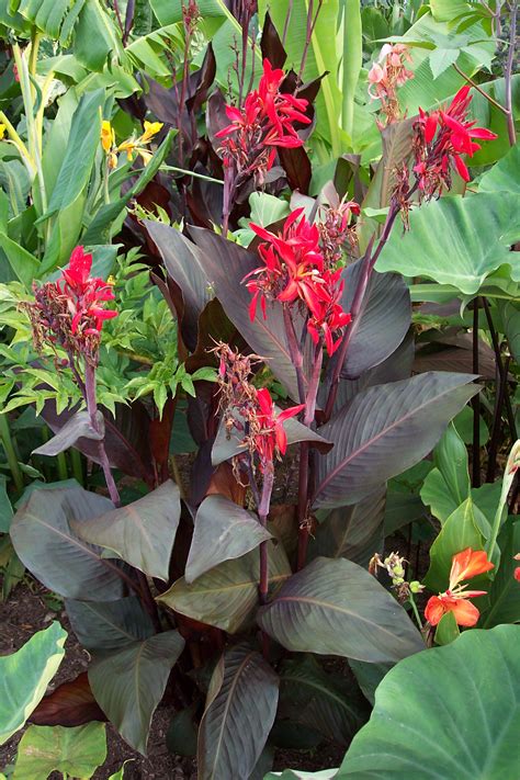 Canna Red Futurity Brians Botanicals