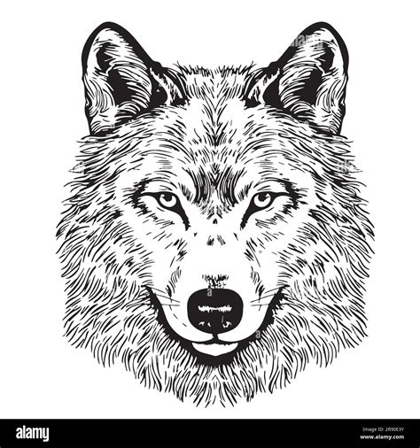 Wolf Portrait Sketch Hand Drawn In Doodle Style Wild Animals