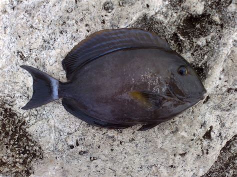 Black Surgeonfish Acanthurus Gahhm Fishing The Philippines