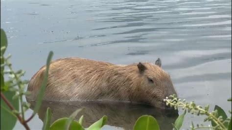 V Deo Capivara Que Vive Na Lagoa Rodrigo De Freitas Morre Suspeita