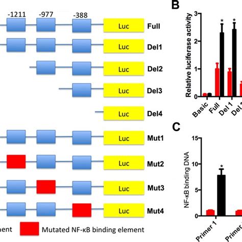 NF κB targeting its binding elements in the miR 21 gene promoter A