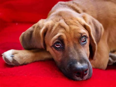 Dog Eye Infection Symptoms Treatment And Prevention Petbutty