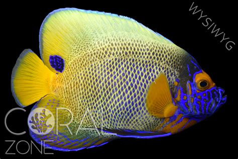 Pomacanthus xanthometopon – Blueface angelfish – CORAL ZONE