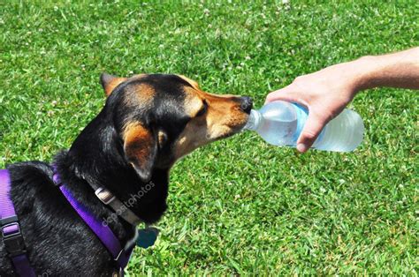 Dog Drinking Water — Stock Photo © Refocusphoto 5334756