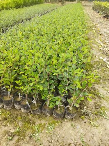 Full Sun Exposure Red Miss India Apple Ber Plant For Fruits At Rs