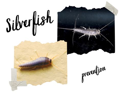 SILVERFISH PREVENTION