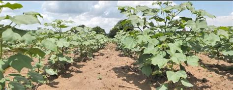 Cotton Plant Description Cultivation And Fiber Applications