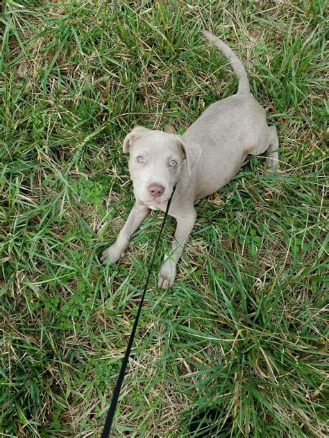 Kilo is a 3mo.old blue fawn pitbull. Sweetest baby alive | Blue fawn ...