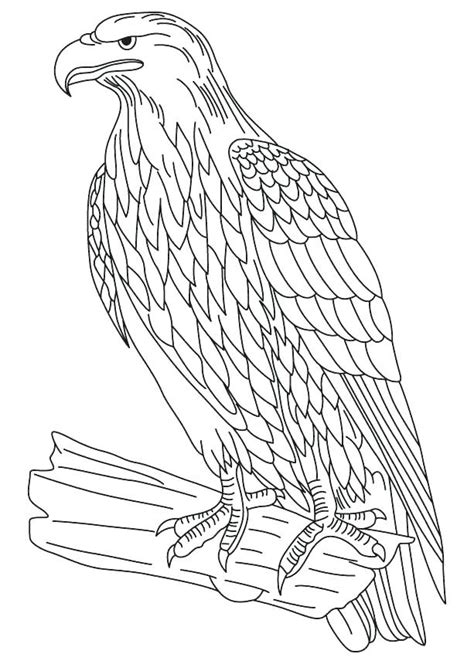 Red Tailed Hawk Coloring Page At Getcolorings Free Printable