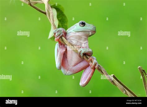 Tree Frogs Reptile Is