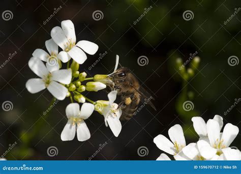 Honey Bee Collecting Nectar Stock Photo - Image of beehive, illuminated: 159670712