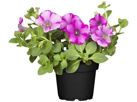 Petunie Crazytunia Petunia Topf Cm Kaufen Bei Obi