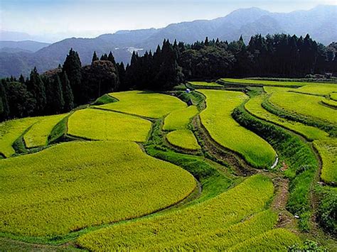 うへ山の棚田