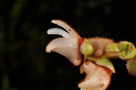 Trichotosia Lagunensis Orchidaceae Image At Phytoimages Siu Edu