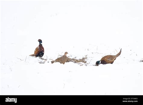 Ringneck Pheasant Cut Out Stock Images And Pictures Alamy