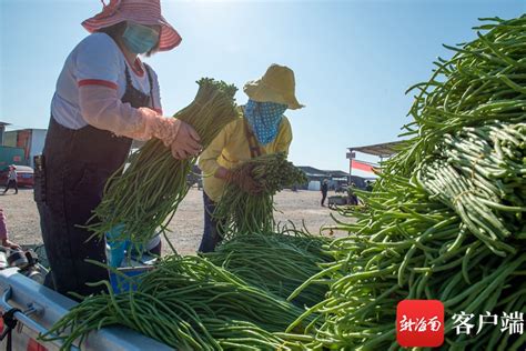 三亚冬季瓜果菜出岛量持续上升 日出岛量超800吨 新闻中心 南海网