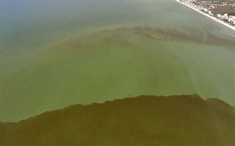 Harmful Algal Blooms Archives Calusa Waterkeeper