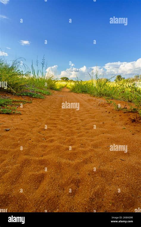 Wide Landscape Of The Kalahari Desert With Distance Leading Dirt Road