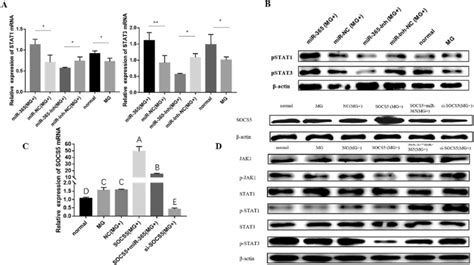 The Regulatory Effect Of Gga MiR 365 3p On JAK STAT Pathway After 12 H