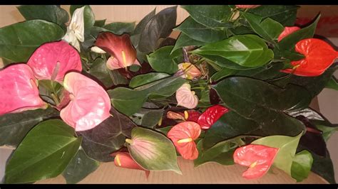 Ep Unboxing Po Tayo Ng Mga Anthuriums Youtube