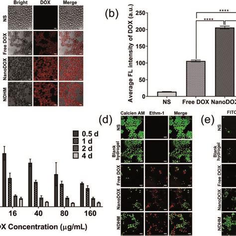 A Wound Healing Assay Of SCC 15 Cells Treated With NS Blank