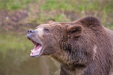 Un Ours Attaque Un Chasseur Dans Les Pyr N Es Espagnoles Chasse Passion