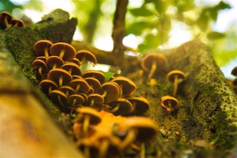 Grupo de hongos en el tronco de un árbol en el bosque de otoño Foto