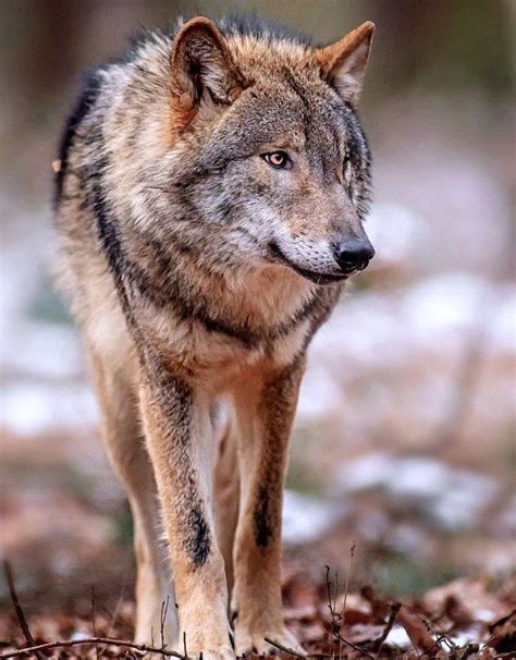 Красивые картинки волки | Blog by koroleva-ket Wolf Photos, Wolf ...