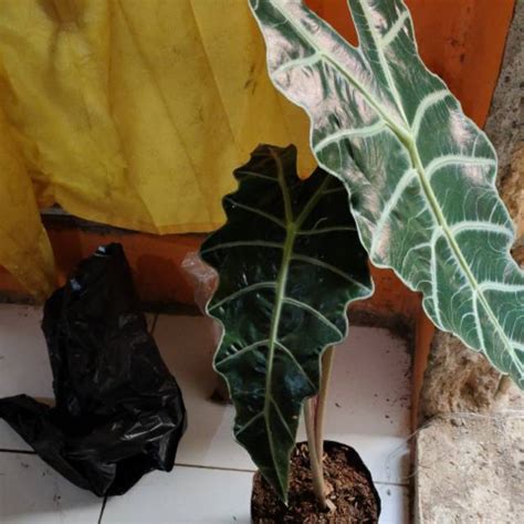 Jual Jual Tanaman Hias Alocasia Amazoica Atau Kaladi Amazon Daun Dua