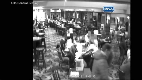 Cctv Released After Kittens Are Dumped In Lincoln Wetherspoons Toilet