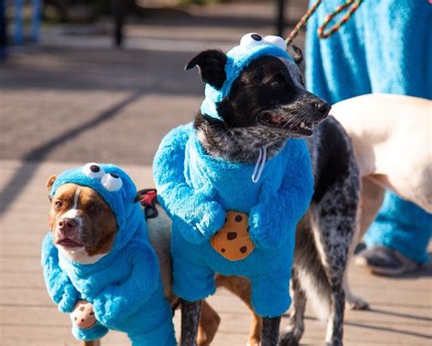 Pet Krewe Sesame Street Cookie Monster Dog And Cat Costume X Large