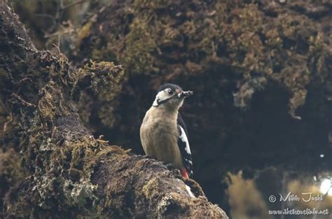 Himalayan Woodpecker