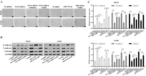 Tug Mir P Ezh Axis Is Critical For Osteosarcoma Cell