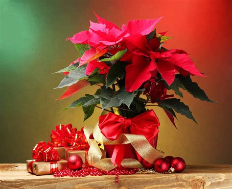 Banco De Imágenes Gratis 20 Imágenes De Nochebuenas Flores De Navidad