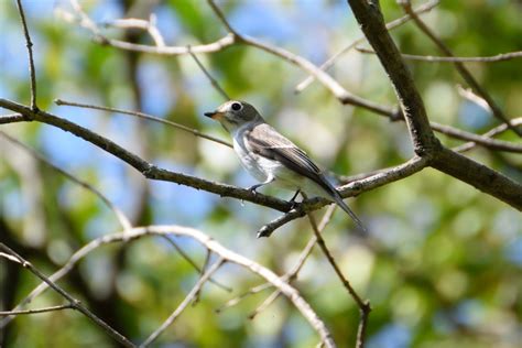 ももちゃんの花結び・・・ 久宝寺緑地で出会った野鳥