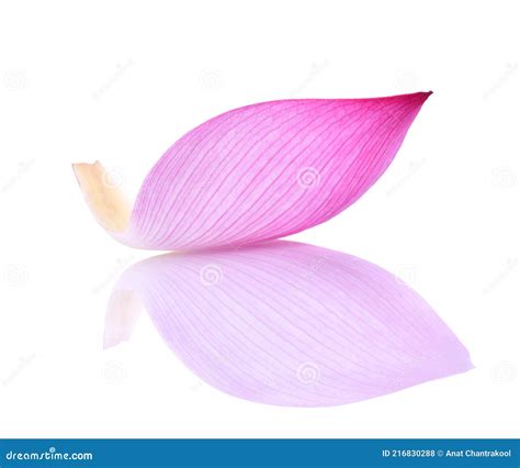 Pink Lotus Petal Isolated On White Background Stock Photo Image Of