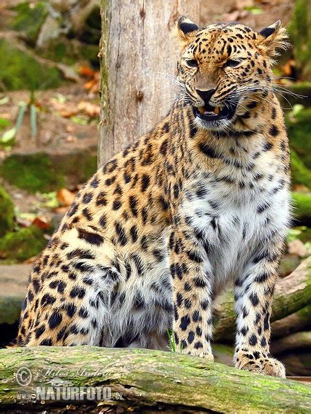 Amur Leopard Photos Amur Leopard Images Nature Wildlife Pictures