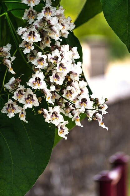 Catalpa Arbre Avec Fleurs Et Feuilles Catalpa Bignonioides Catalpa