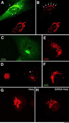 The Biogenesis Of The Golgi Ribbon The Roles Of Membrane Input From